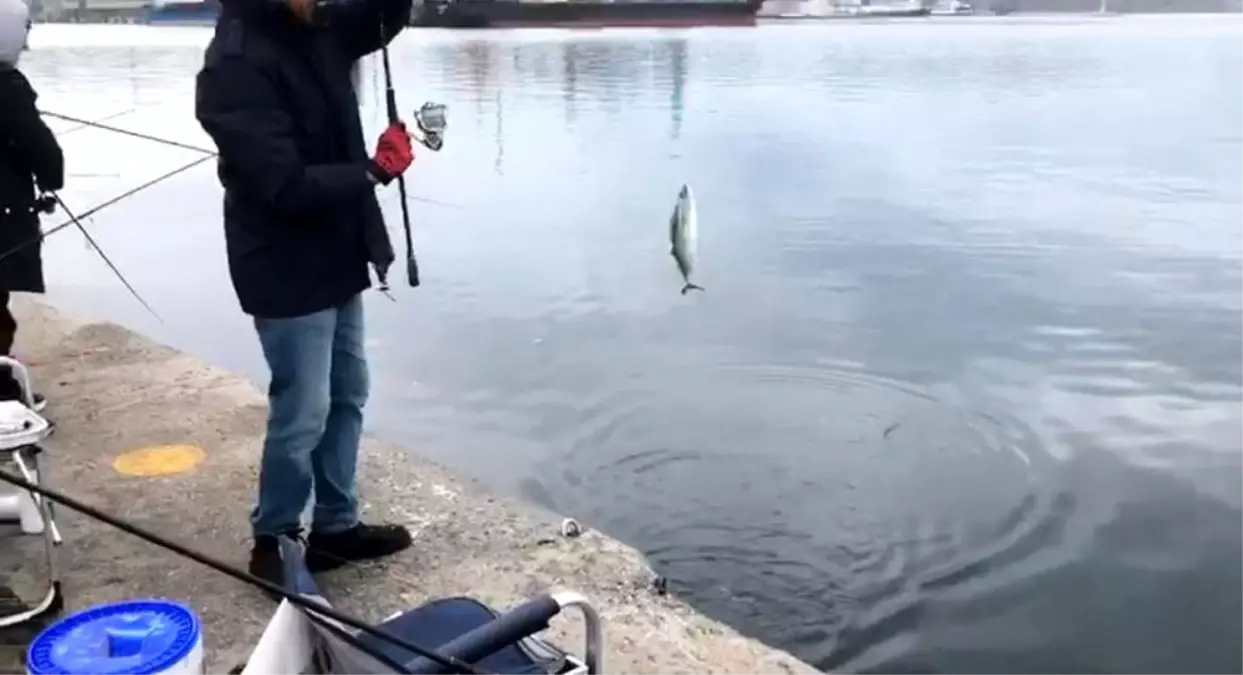 Bandırma’da Palamut Avı Coşkusu: Amatör Balıkçılar Sahilde Nefes Kesen Rekabete Girdi