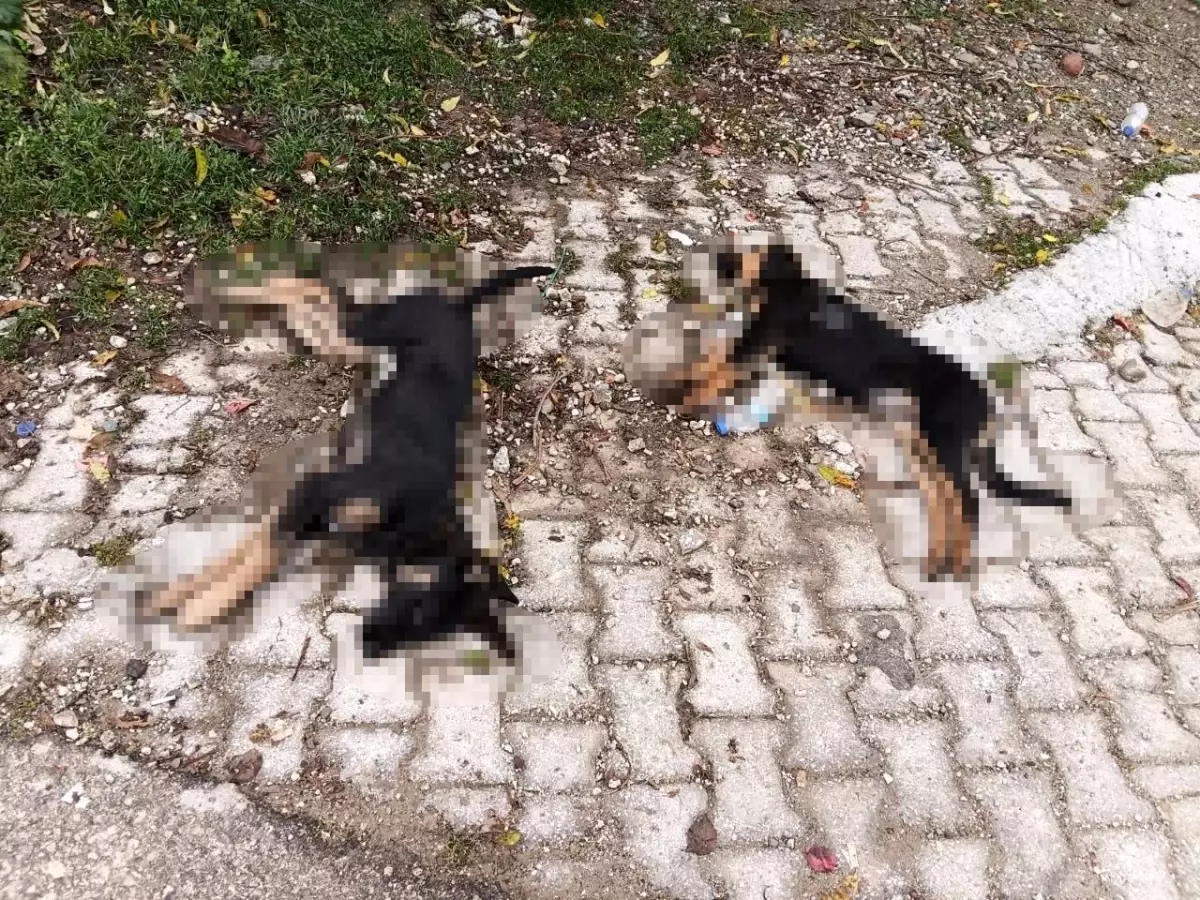 İsparta’da Sahipsiz Köpek Ölümlerine Valilik İnceleme Başlattı – Köyde Tedirginlik Artıyor