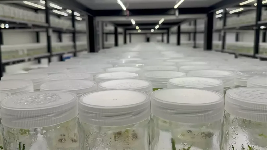 Ak Zambak Üretiminde Doku Kültürü İnovasyonu: 3 Yıldan 2 Yıla Süre Kısaltıldı