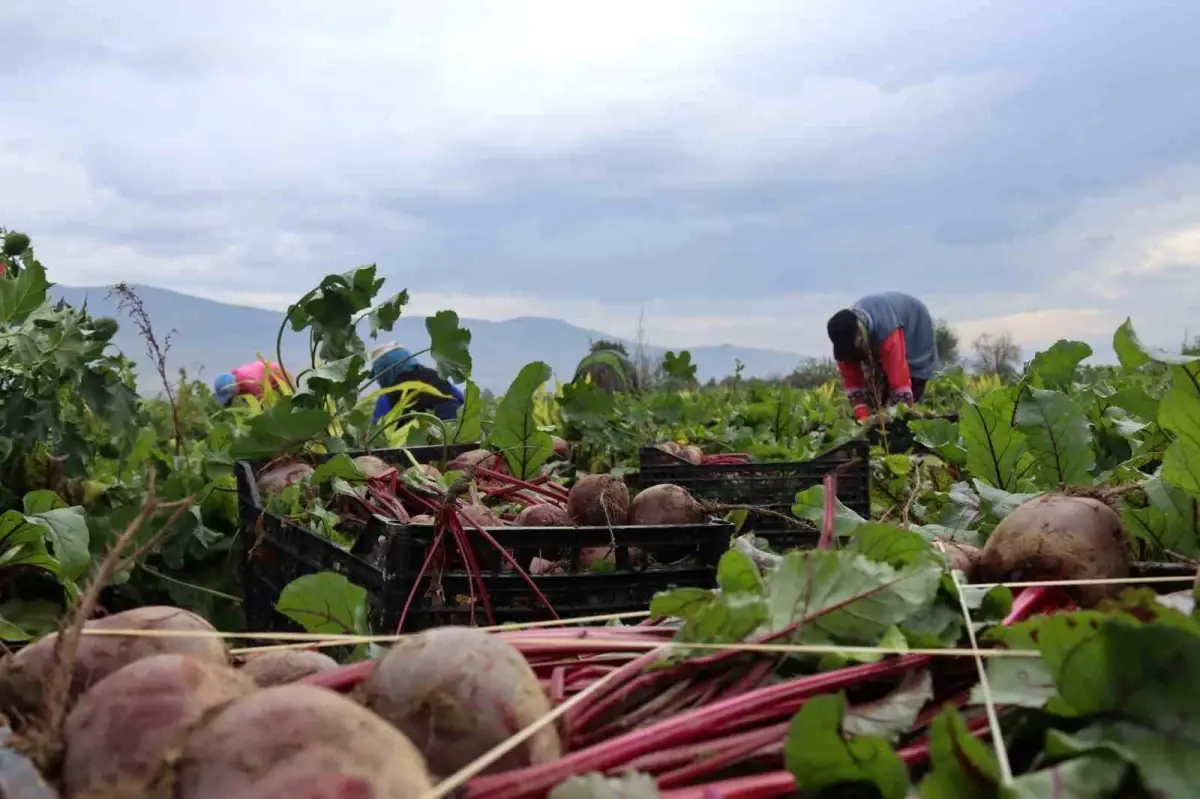 Menemen’de Kırmızı Pancarda Hasat Devam Ediyor