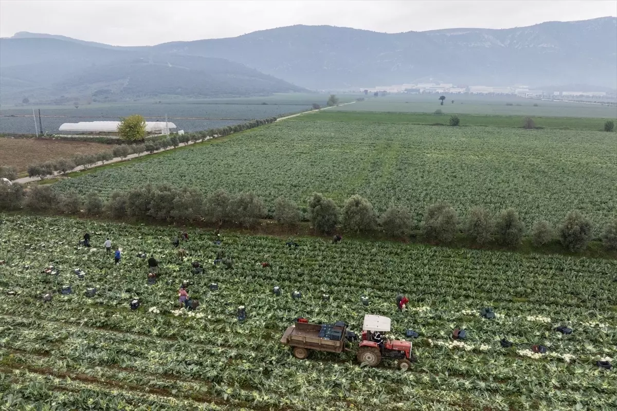 İzmir’de Kış Sebzeleri Hasadı Başladı: Rekor Üretim ve Kalite Şampiyonu