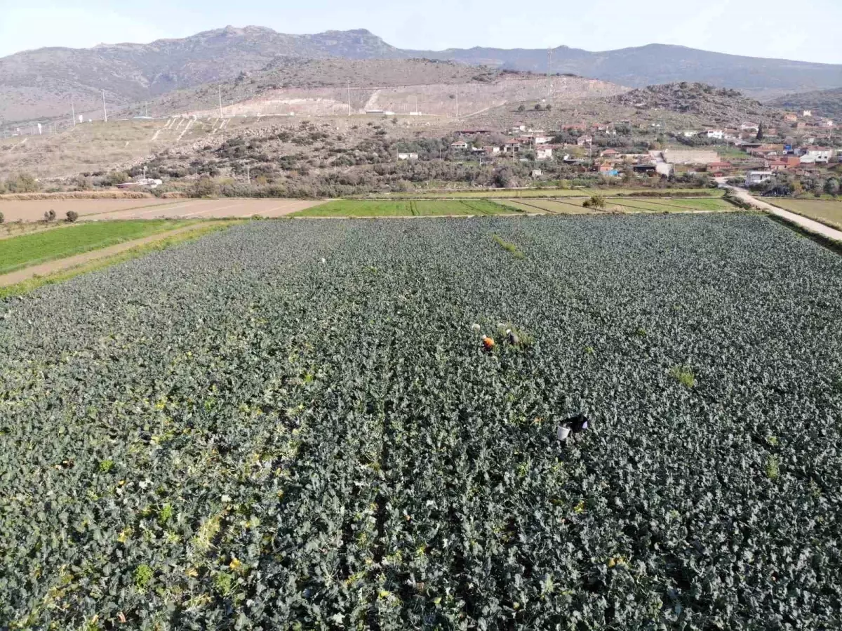 İzmir Menemen’de Brokoli Hasadı Başladı – Yeşil Altın Tarlalardan Sofralara