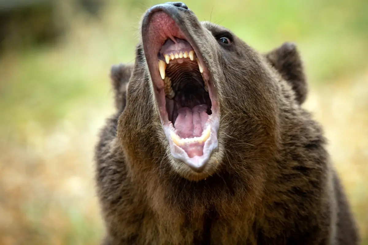 Japonya’da Ayı Saldırıları Rekoru Kırdı: 230 Kişi Hayatı Tehlikede