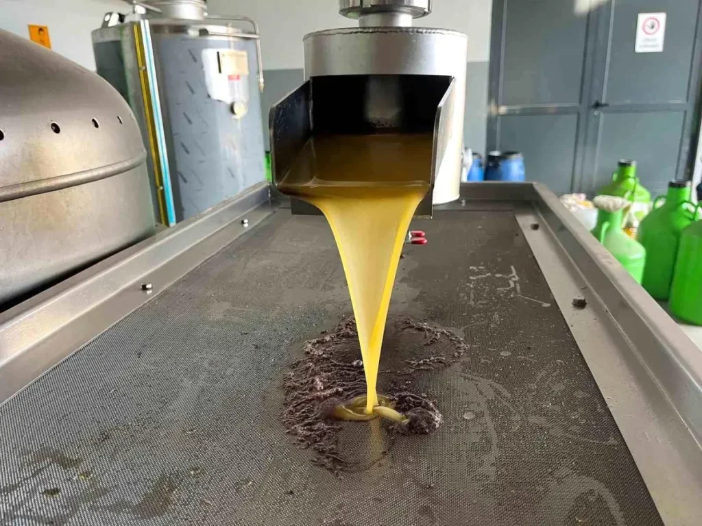 Denizli’de Zeytin Hasadı Başladı