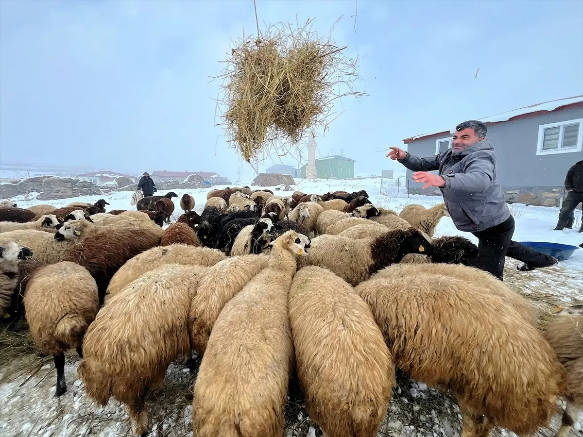 Kars’ta Donmuş Çimenlerde Koyun Yemleme Mücadelesi