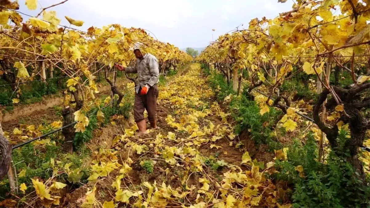 Sarıgöl’de Üzüm Bağları Kartpostal Manzarası