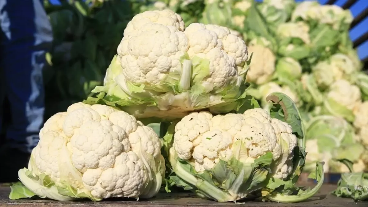 Kasım Ayında Dengeler Değişti, Bilet Fiyatları Artarken Karnabahar Dibi Gördü!