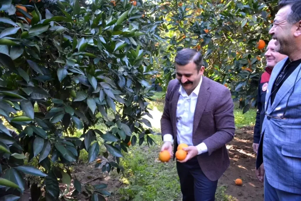 Köyceğiz Kaymakamı Portakal Hasadında