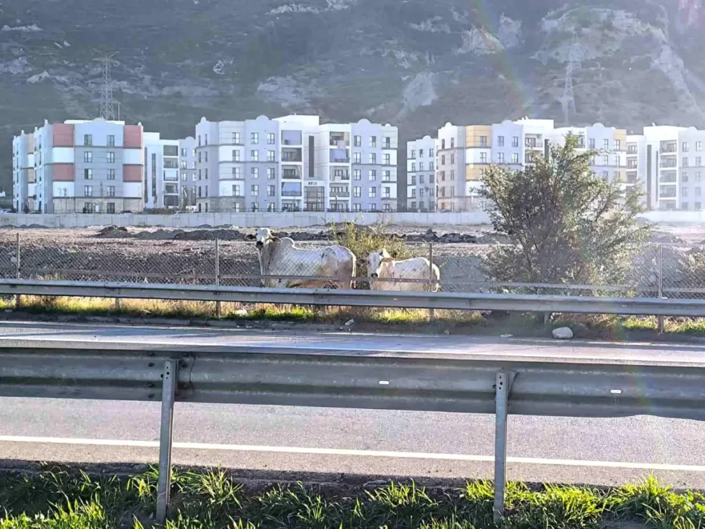 Anguslar Şehirde Panik Yarattı