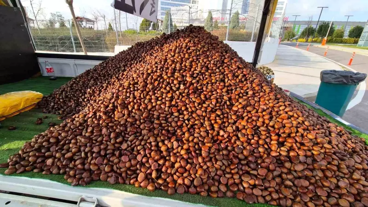 Süleymanpaşa’da Kestane Sezonu Açıldı