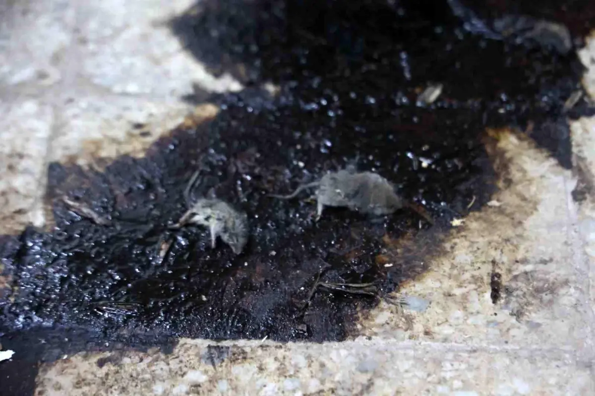 Kilis’te hijyen şartlarına aykırı üretim yapan işletmeye 105 bin TL ceza