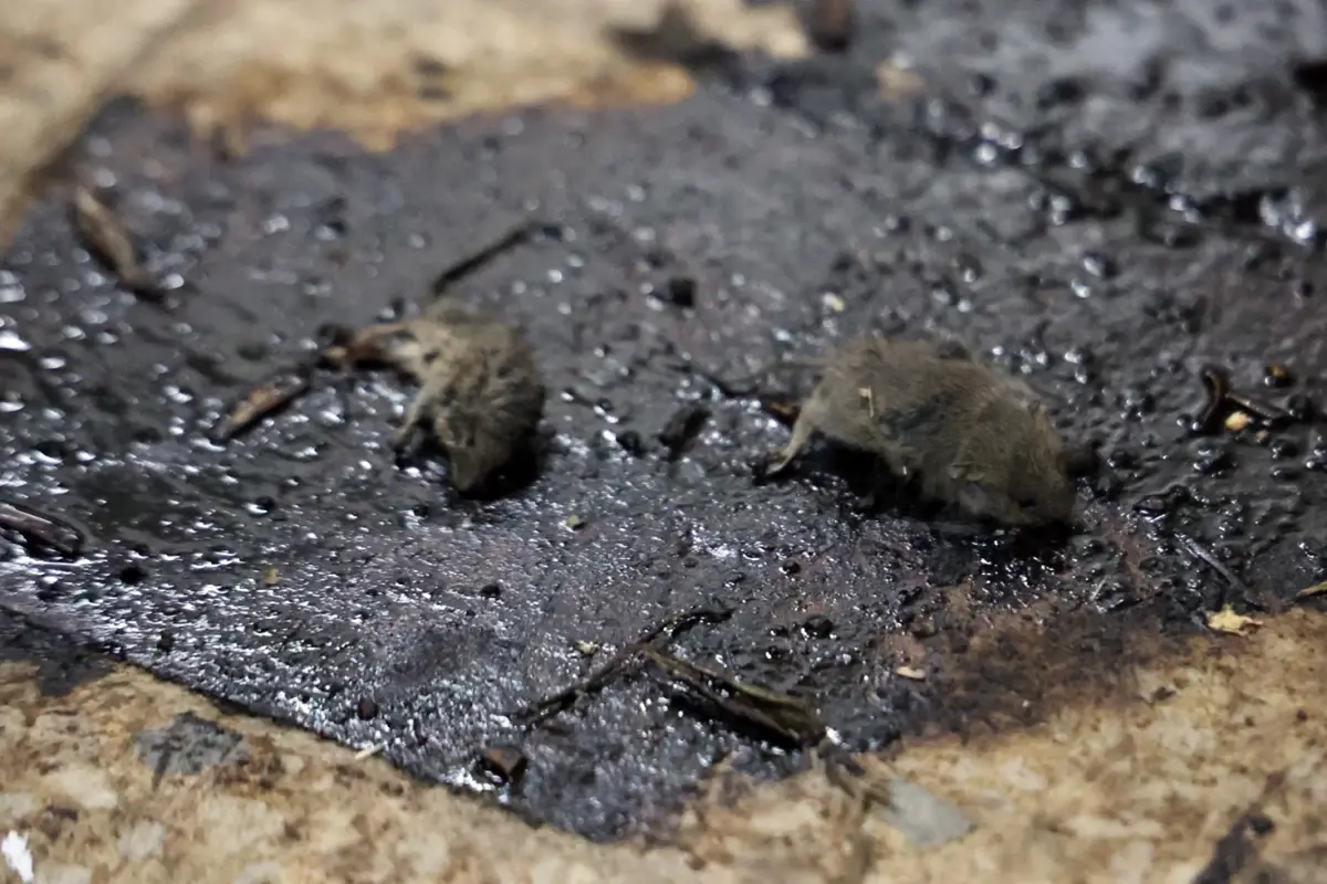 Kilis’te Mide Bulandıran Hijyen Skandalı: Merdiven Altı Üretimde Fareler ve Tarihi Geçmiş Ürünler