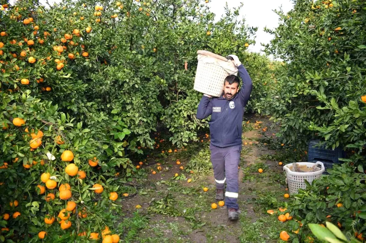 Kilogram fiyatı 2 TL’ye düşünce dalda çürümeye bırakılan 320 ton mandalina, vatandaşlara ücretsiz dağıtıldı