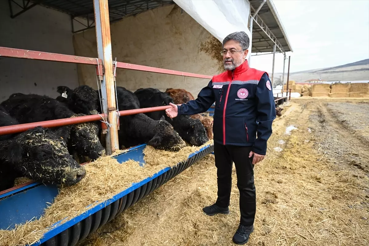 Kırmızı et üretimini artıracak Kırsalda Bereket, Hayvancılığa Destek Projesi meyvelerini vermeye başladı