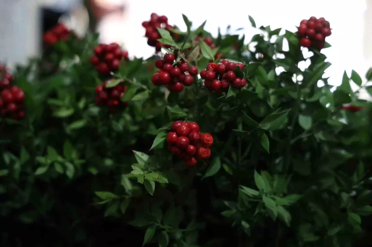 Kırşehir’de Kokina Çiçeğine Yoğun İlgi