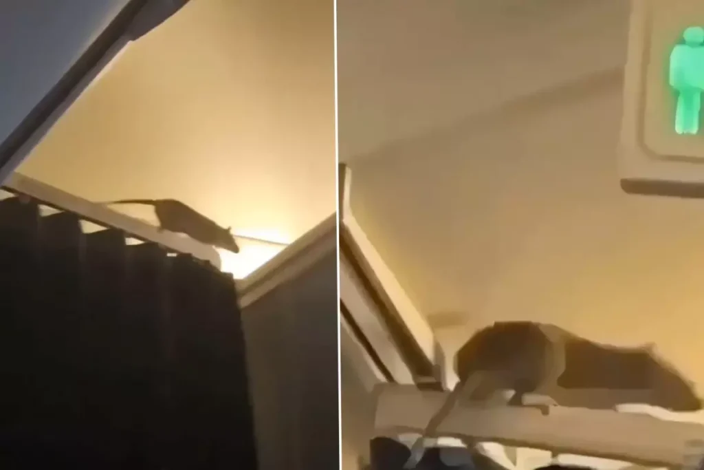 KLM uçağında fare alarmı: 250 yolcu Karayipler’de mahsur kaldı