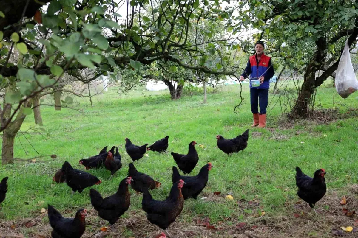 Kocaeli’de Doğal Salma Yumurta Tavukçuluğu Projesi Hız Kesmeden Devam Ediyor