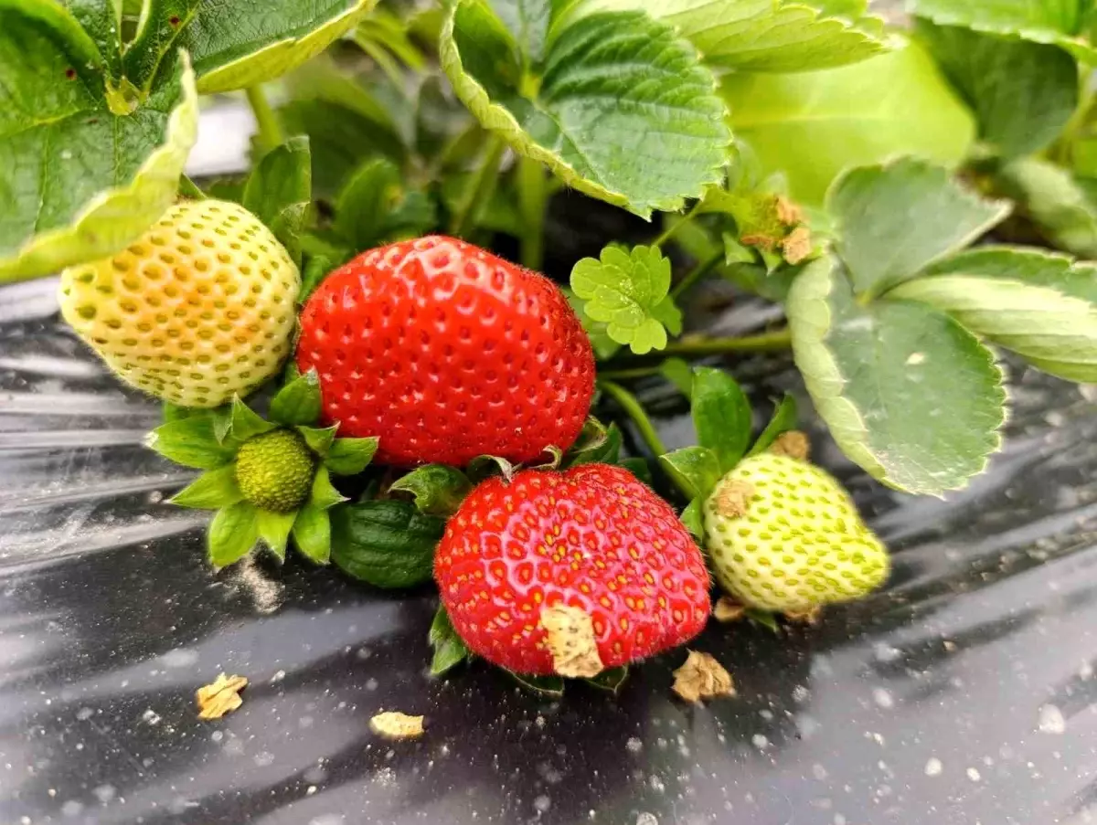 Köprübaşı’nda Kış Çileği Çılgınlığı: 200 TL’den Başlayan Fiyatlarla Tarlalar Dolu!