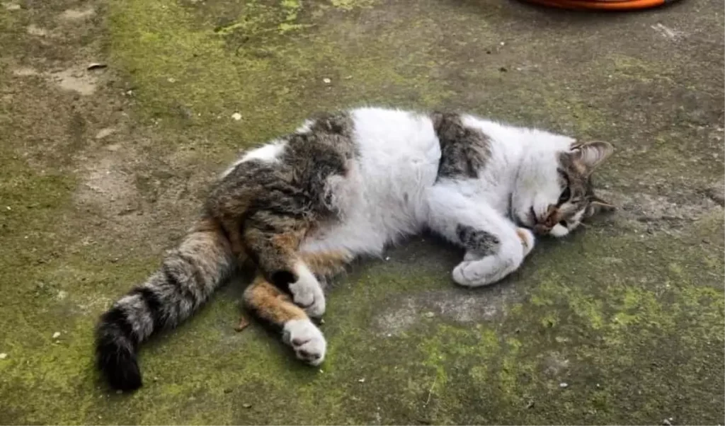 Korkuluğa Saplanan Kedi Kurtarıldı