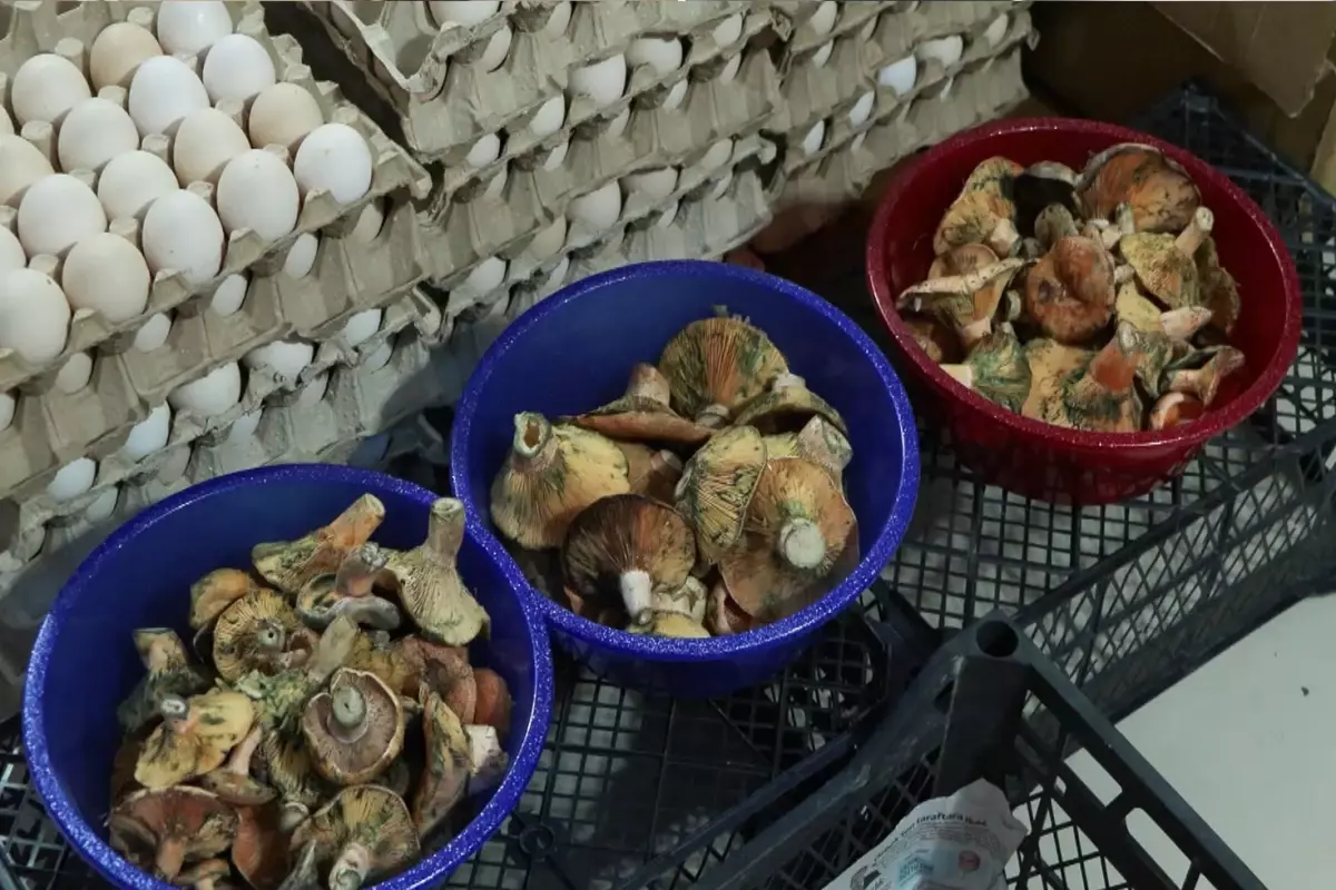 “Köy geçiren” olarak biliniyor, 5 saat içinde etkisini gösteriyor! 60 kişiyi hastanelik etti