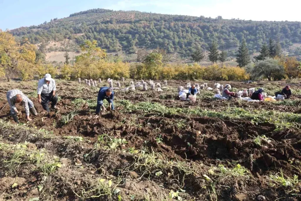 Hatay’da Tatlı Patates Hasadı Tamamlandı: Kuraklık Fiyatları Yükseltti