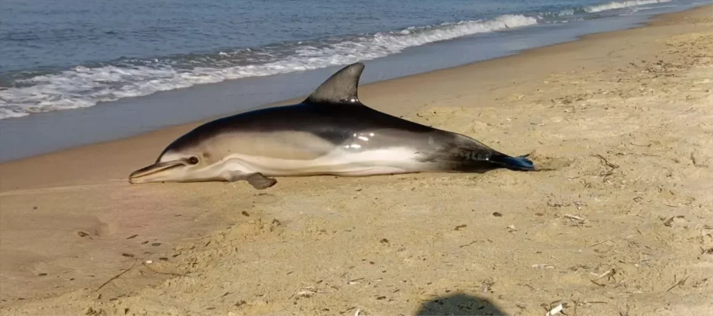 Kuşadası’nda Ölü Yunus Şok Yarattı