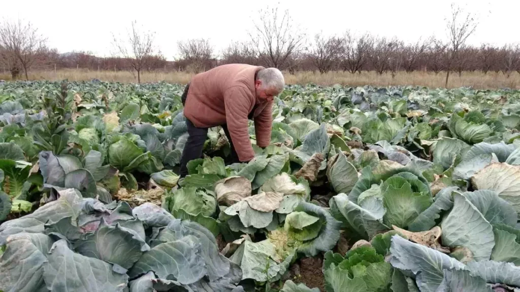 Malatya Üreticisi Don Sonrası Alternatif Ürünlere Yöneldi