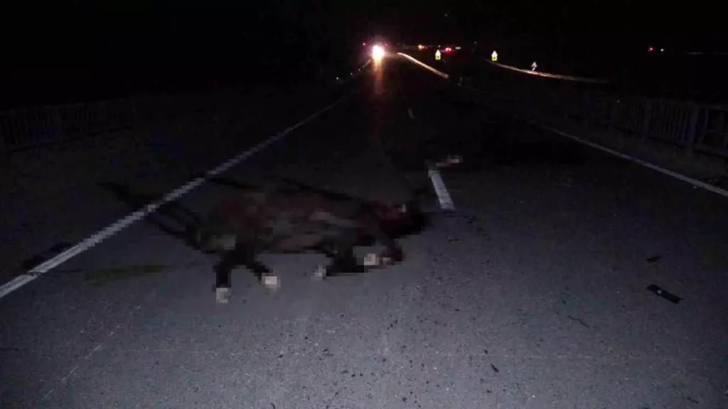 Malatya’da feci olay: Milyonluk taylar karayola çıktığında telef oldu