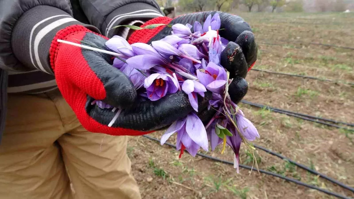Malatya’da Safran Üretimi Rekor Kârlılığa Ulaştı: Gramı 600 TL!