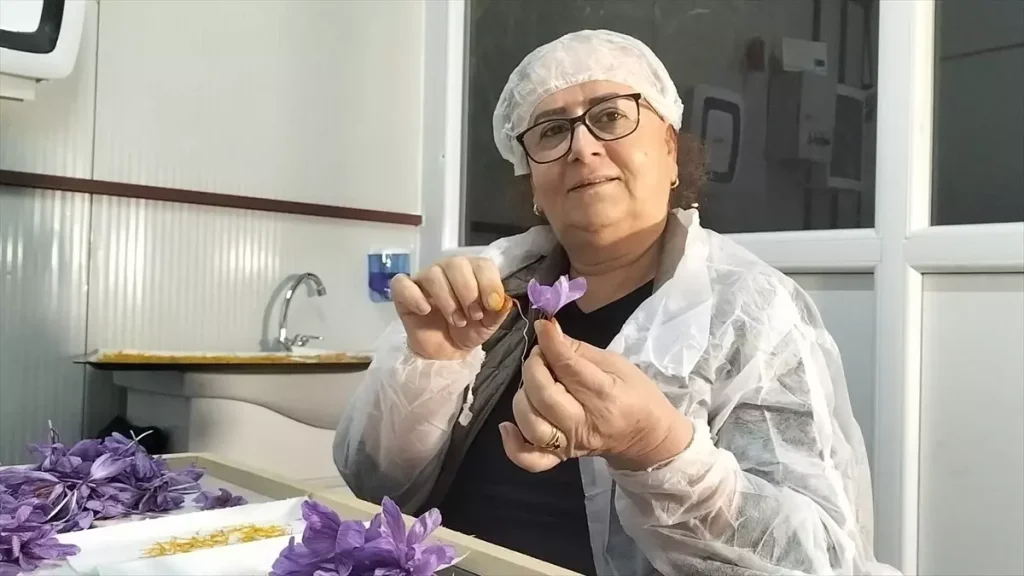 Kredi Desteğiyle Safran Üretimine Hükmeden Yeni Model