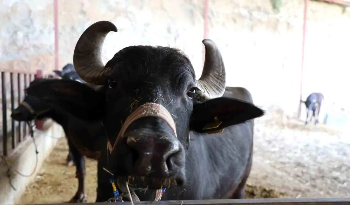 Bozdoğan Manda Kaymağına Yoğun İlgi ve 2 Bin TL’lik Fiyat Şoku