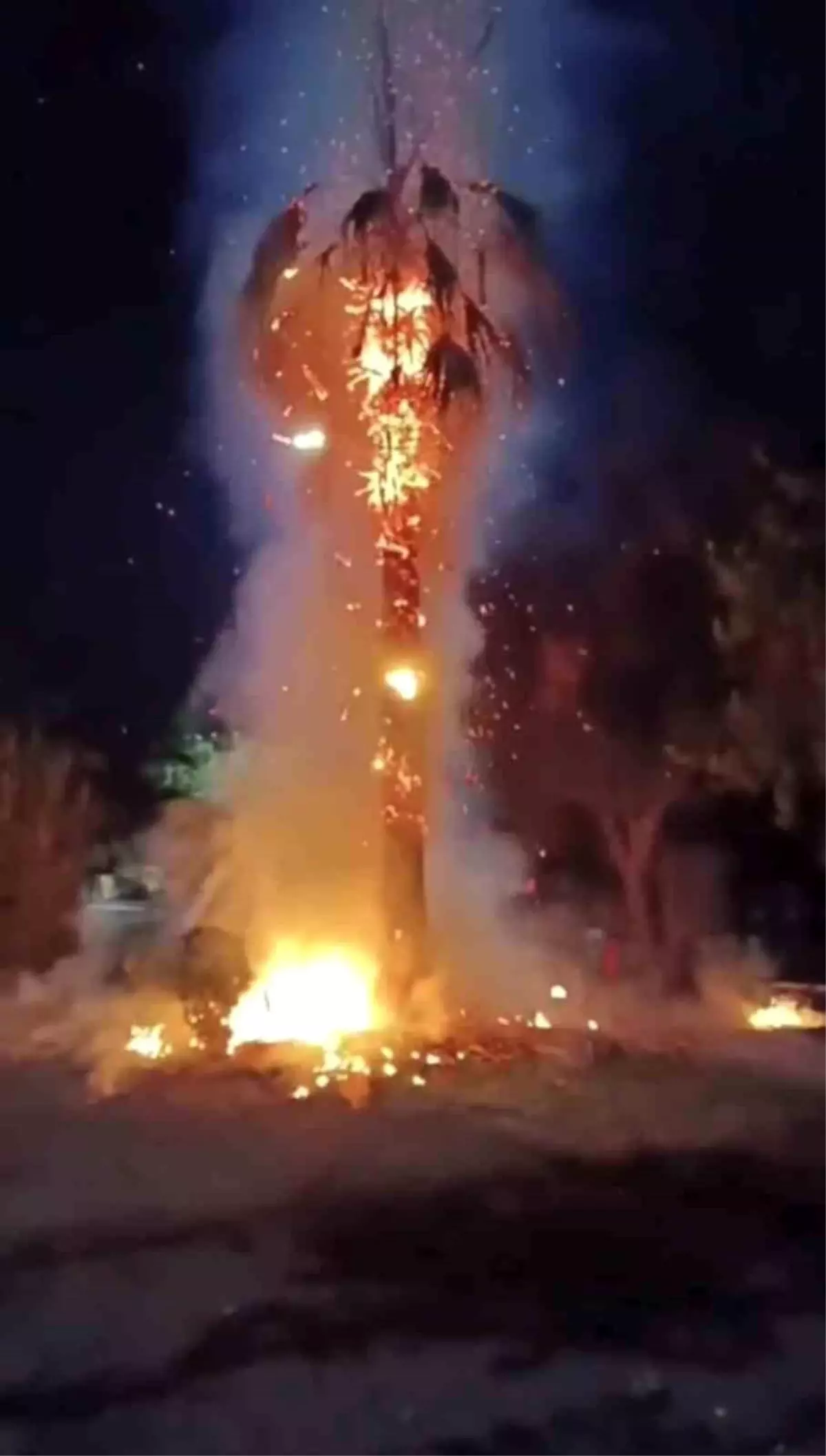 Kızıltepe’de 15 Yıllık Palmiye Ağacı Ateşe Verildi