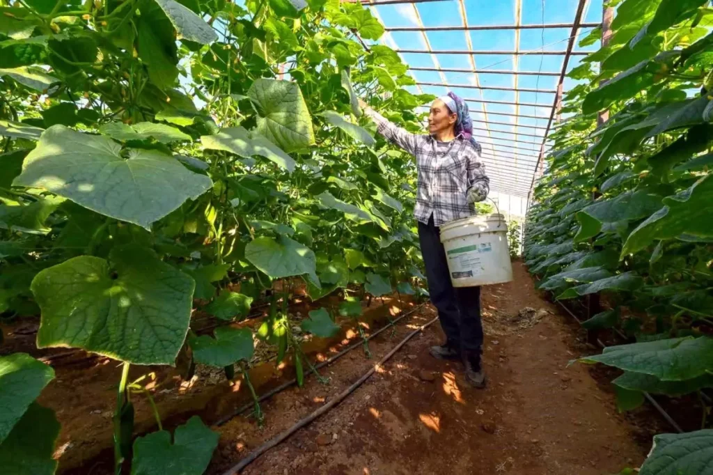 Mersin’de Hıyar Fidesi Desteği Aydıncık’ta Hasada Dönüştü – 42 Üreticinin Verim Artışı