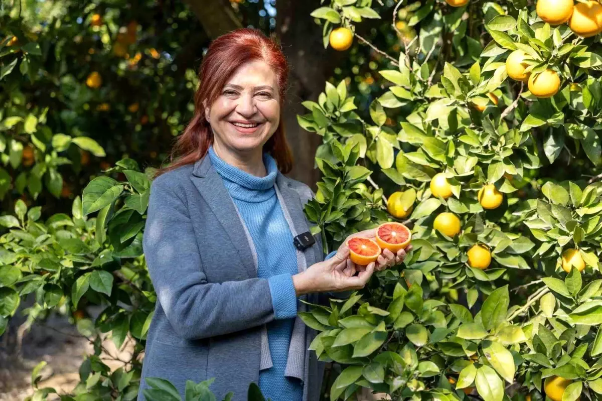 Mersin kan portakalında hedef AB tescili: Yerel tarım mirası uluslararası sahneye çıkıyor