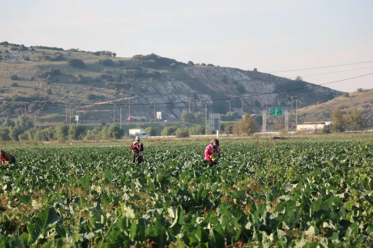 İzmir’de Kış Sebzelerinde Olağanüstü Bolluk ve Fiyat Çöküşü: Torbalı’da Üreticiler Zor Günlerde