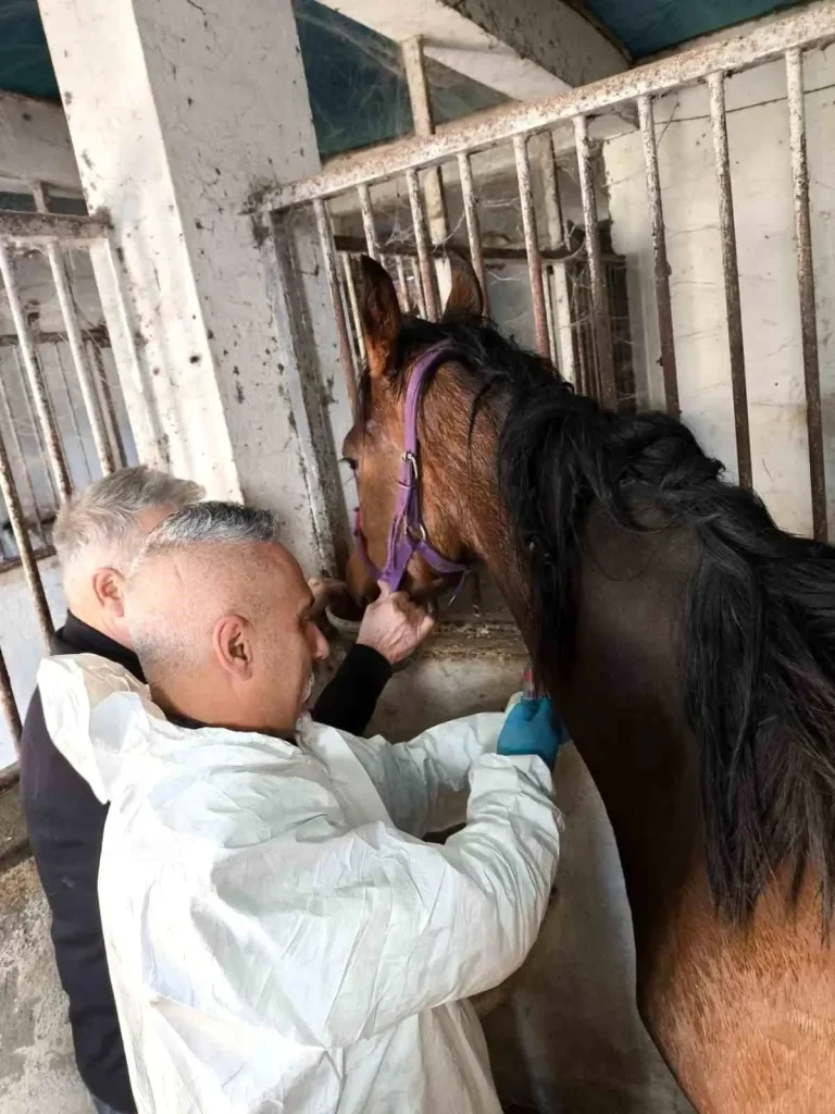 Weeping Tree Sağlık Kontrolünden Geçti: Bartın’da Safkan İngiliz Atı Sağlıklı!