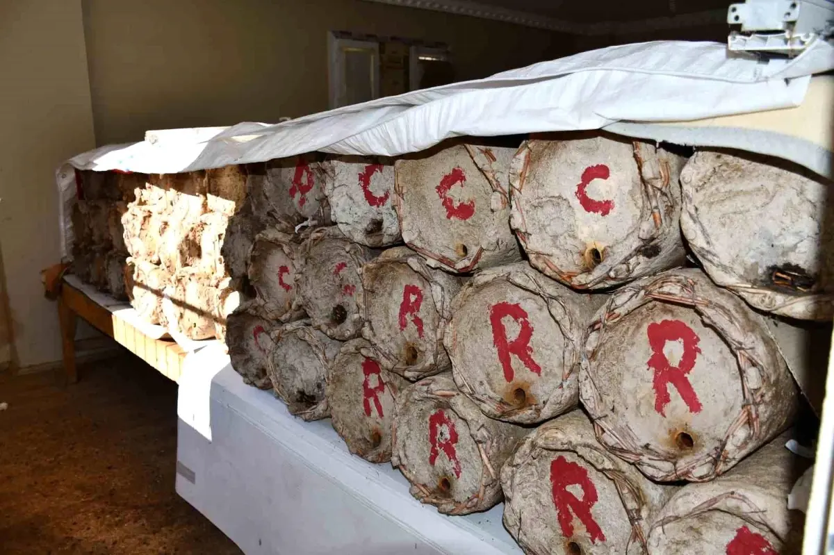 Beytüşşebap’ta Bal Arıları Misafir Odasında Sığınacak!