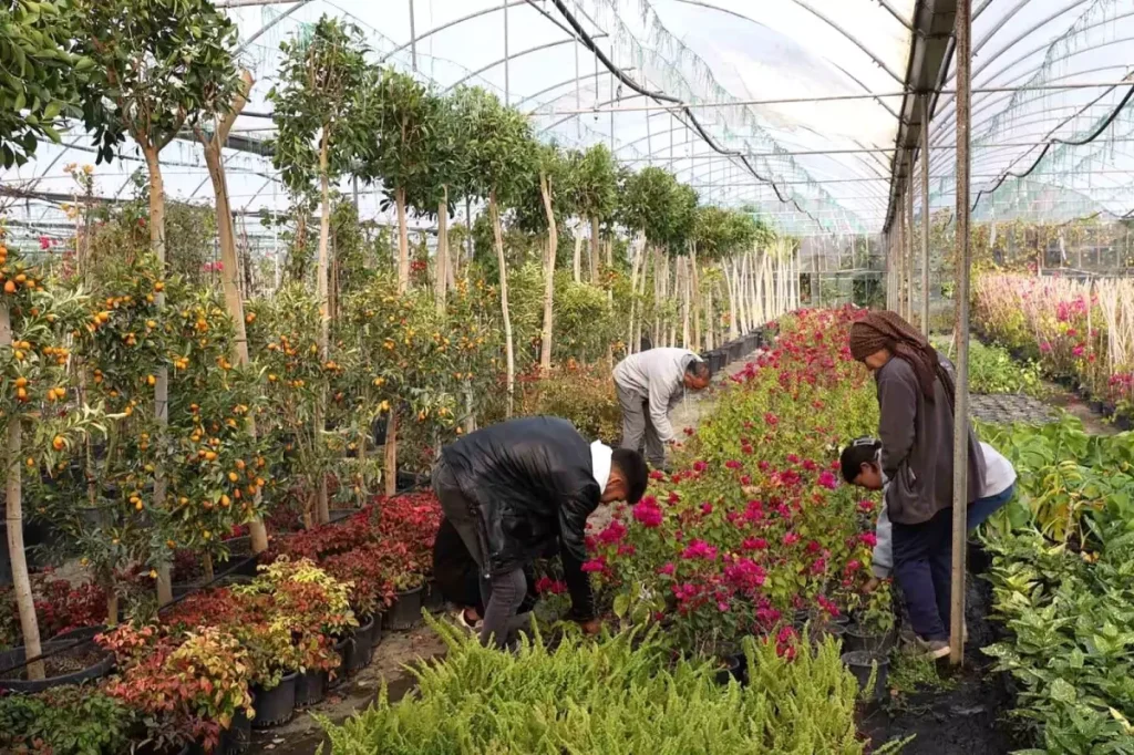 Muğla Büyükşehir’den Yerel Kalkınmaya Destek: Alım Garantili Süs Bitkisi Projesi