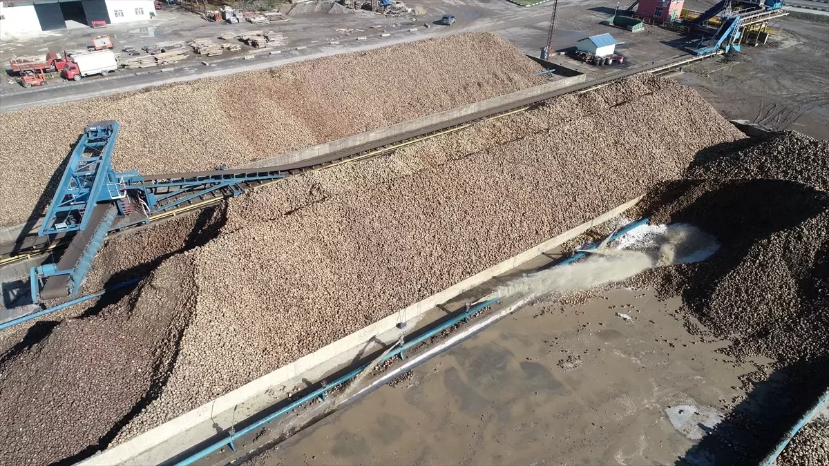 Muş ve Van’da 76.010 Ton Şeker Üretim Hedefi: Bölge Ekonomisine Büyük Katkı