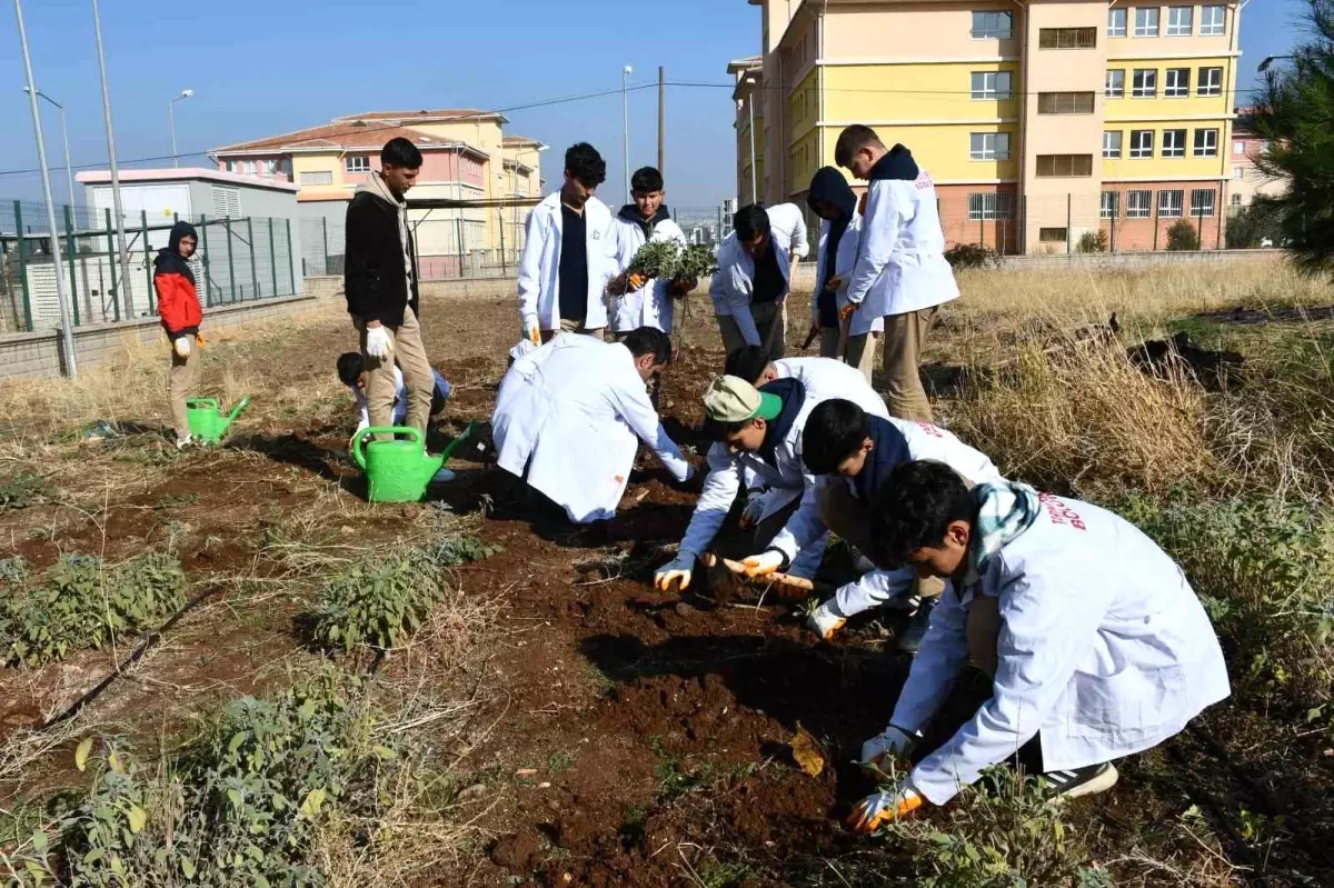 Siverek’te Lise Öğrencileri Aromatik Bitki Yetiştiriyor