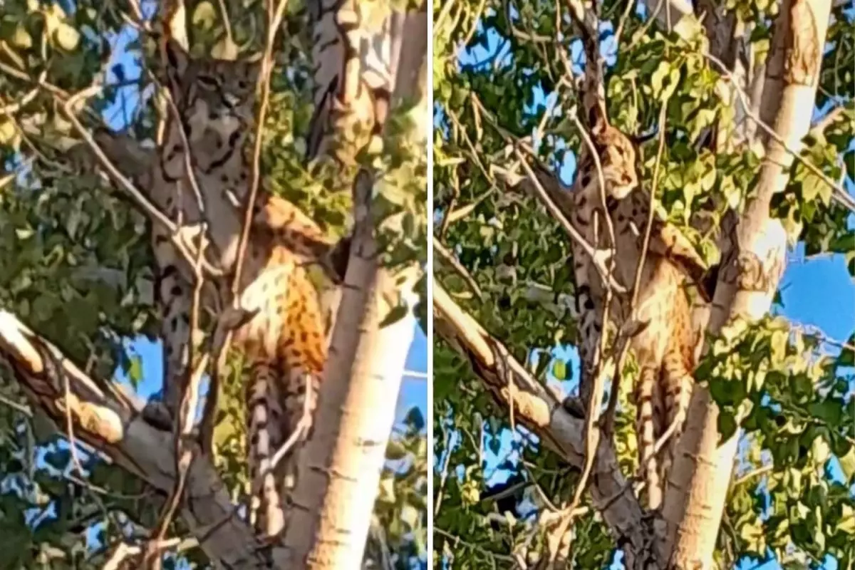 Öldürmenin Cezası 45 Milyon Lira! Anadolu Parsı Tunceli’de Ağaçta Görüntülendi