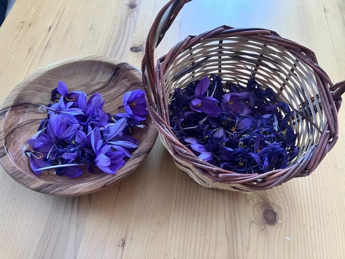 Osmaniye’de Safran Üretimi Artıyor