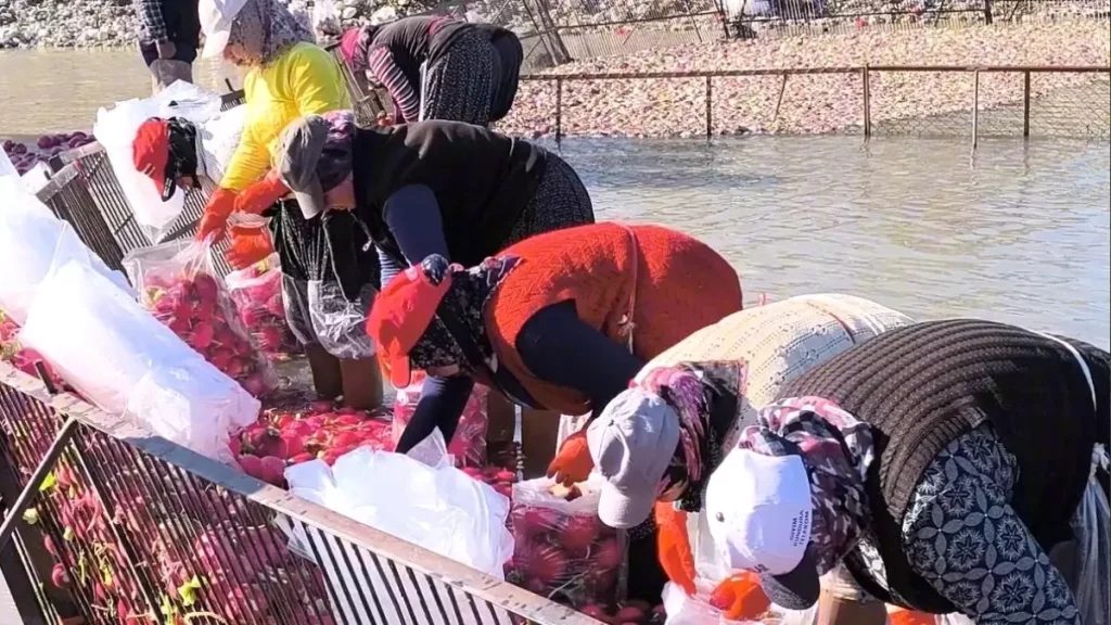 Kadirli’de Kadınların Turp Hasadı Mesaisi ve Şehirlere Taze Turp Taşıma Hikayesi