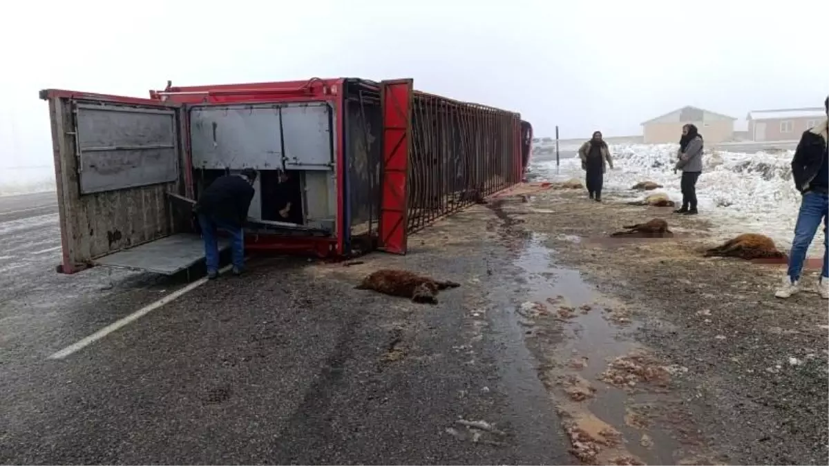 Patnos’ta Tır Kazası: 10 Küçükbaş Hayvan Telef Oldu