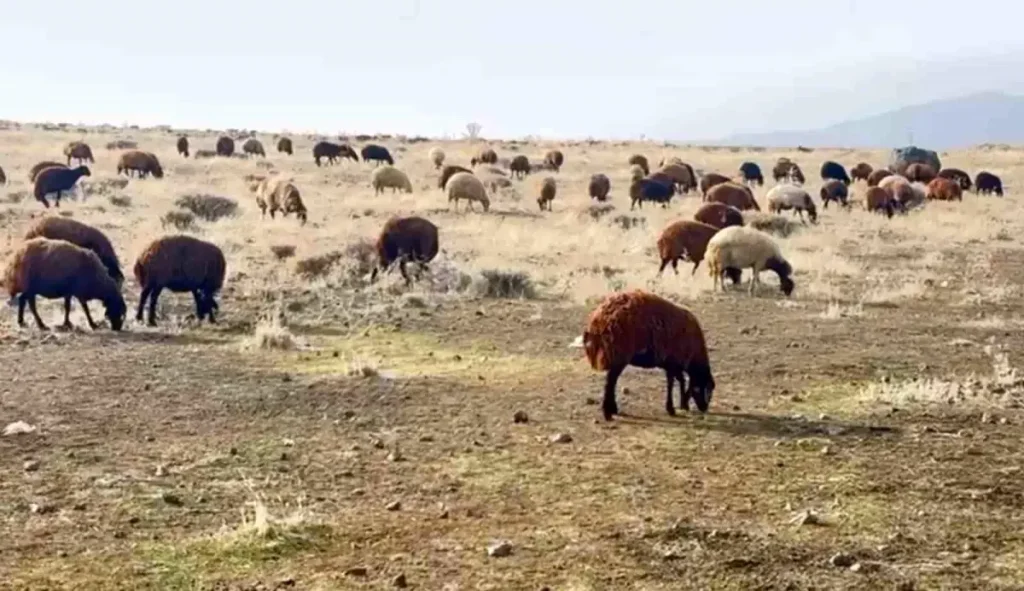Patnos’ta Karın Yokluğunun Avantajları