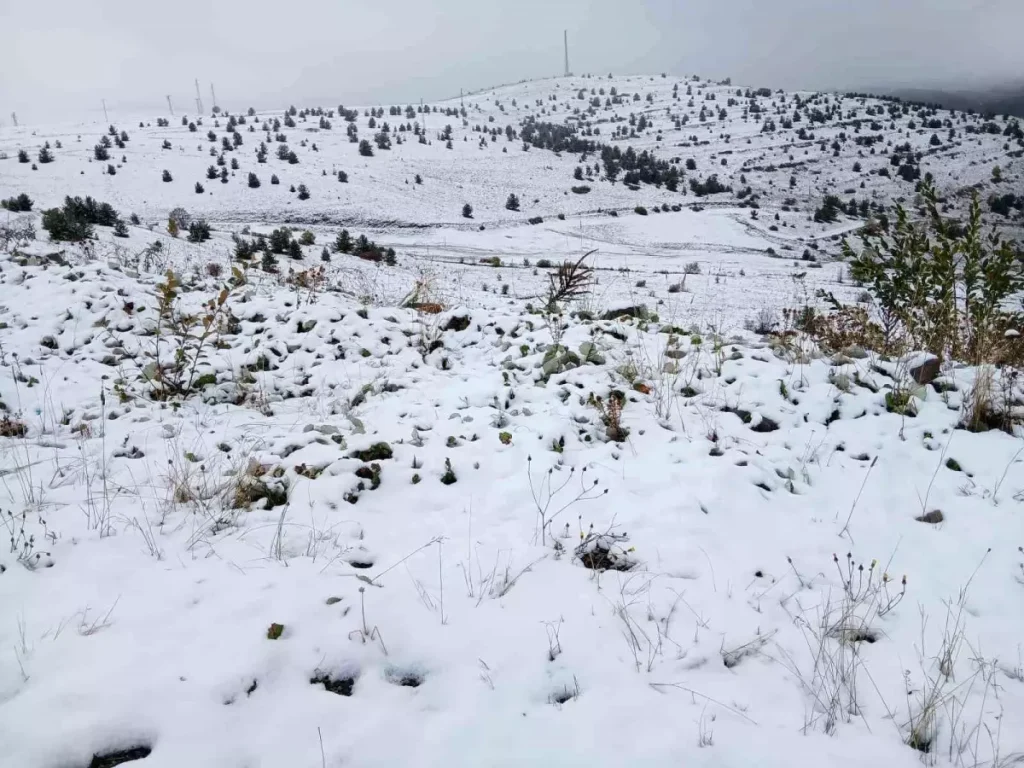 Posof’ta Kar Yağışıyla Beyaz Moda: Doğa Sahnesi Şaşırtıyor