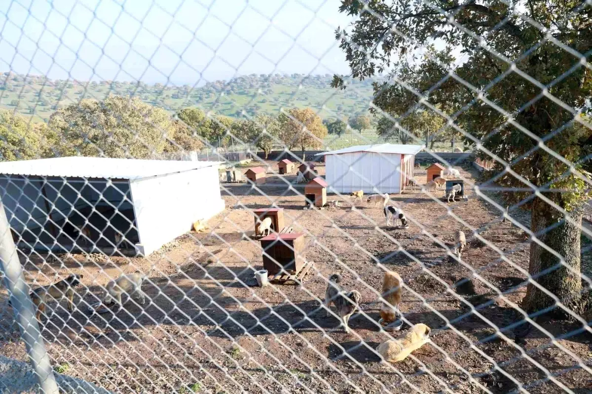 Köpekleri Sokağa Bırakana 172 Bin TL Ceza