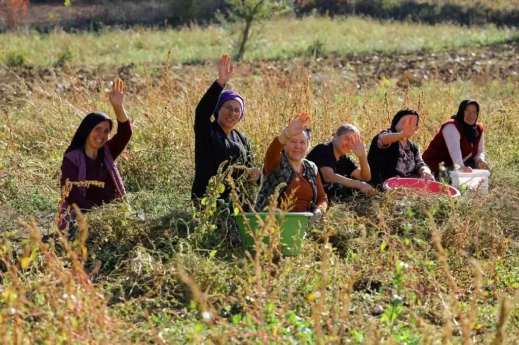 Samsun’da Tarıma Büyük Destek: Bitkisel ve Hayvansal Üretim Artıyor