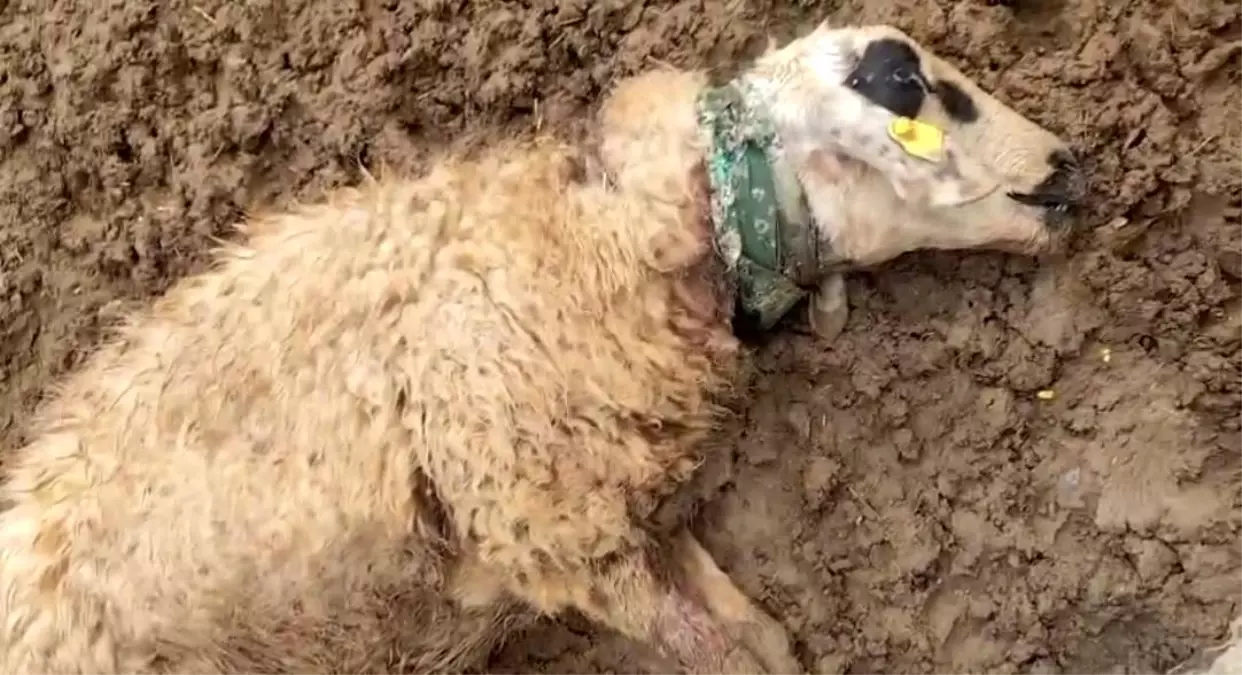 Şanlıurfa’da Kurt Saldırısı: 18 Koyun Telef Oldu