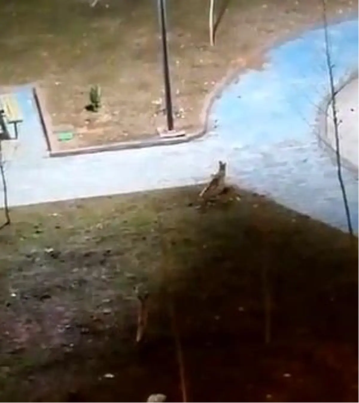 Karaköprü’de Gece Parkta Yiyecek Arayan İki Tilki Görüldü